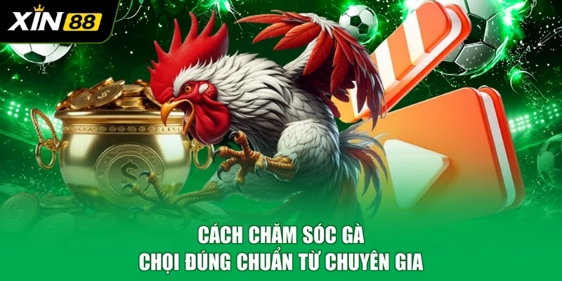 Cách chăm sóc gà chọi đúng chuẩn từ chuyên gia