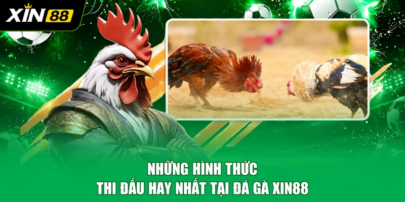 Những hình thức thi đấu hay nhất tại đá gà XIN88