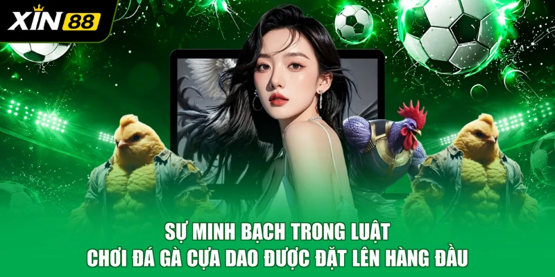 Sự minh bạch trong luật chơi đá gà cựa dao được đặt lên hàng đầu