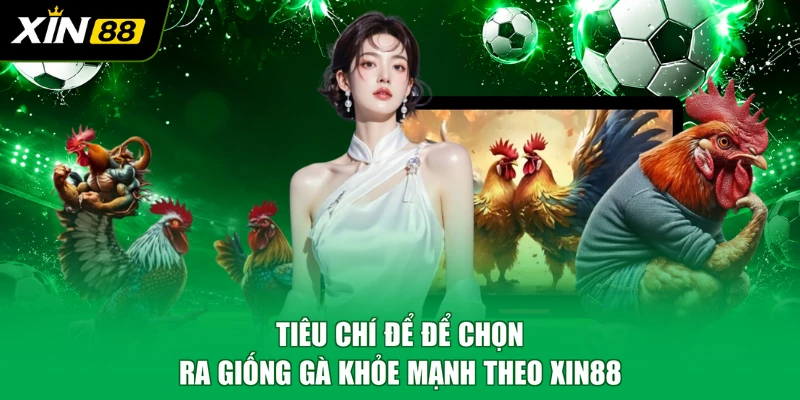 Tiêu chí để chọn ra giống gà khỏe mạnh theo XIN88